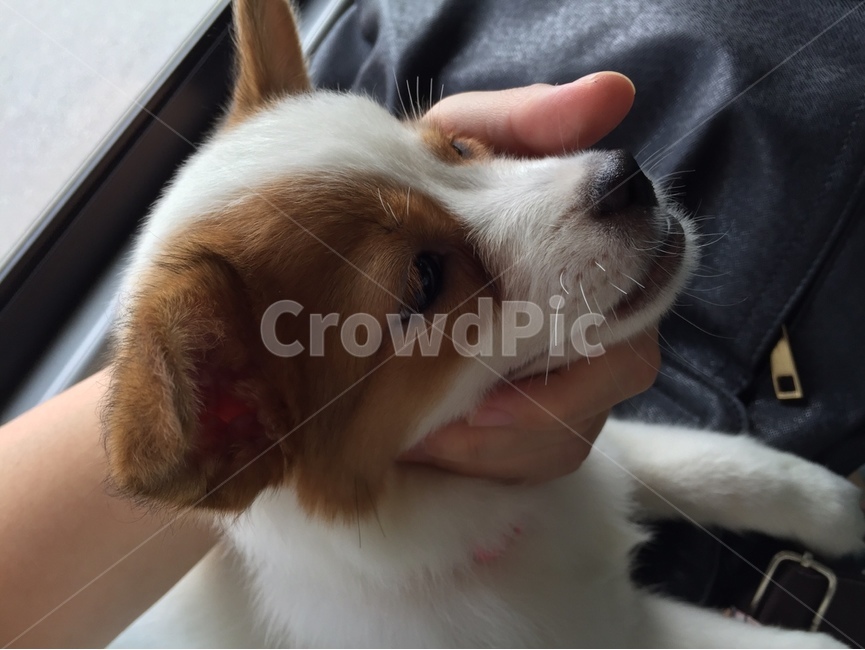 강아지,강아지버스,귀여운강아지,믹스견,깜찍한강아지,동물,animal,포유류,mammal,개,강아지,dog,doggy