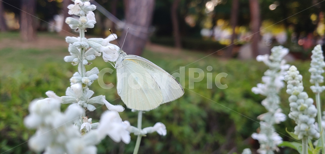 나비,식물,plant,봄,공원,butterfly,spring,park