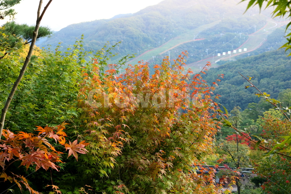 나무,단풍,단풍나무,식물,가을,자연,풍경,단풍잎,하늘,계절,가을,계절,fall,autumn,season,자연,풍경,nature,landscape,식물,plants,나무,trees,wood,leaf,잎,plant,tree