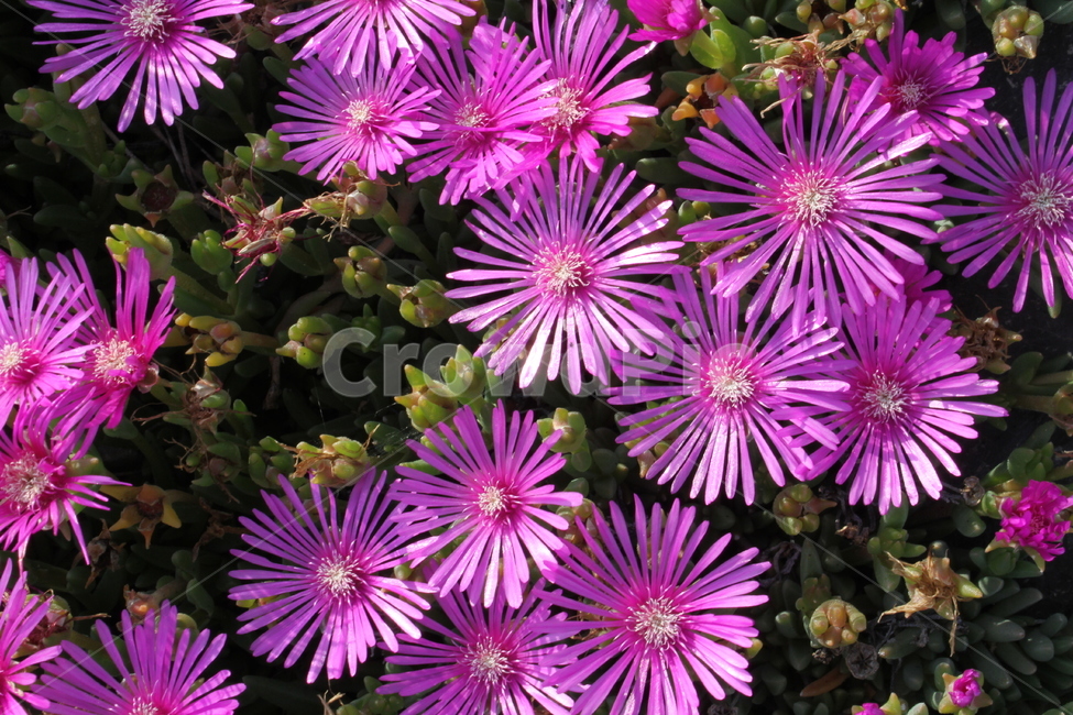 송엽국,식물,꽃,flower,Lampranthus,채송화,식물,자연,plants,nature,꽃,flower