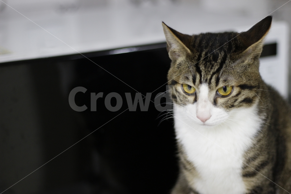 	고양이,반려동물,유기묘,길냥이,애완동물,cat,pet,kitten,아기고양이,코숏,코리안숏헤어,동물,animal,캣맘,캣대디,동물,animal,고양이,cat,kitten,kitty,포유류,mammal