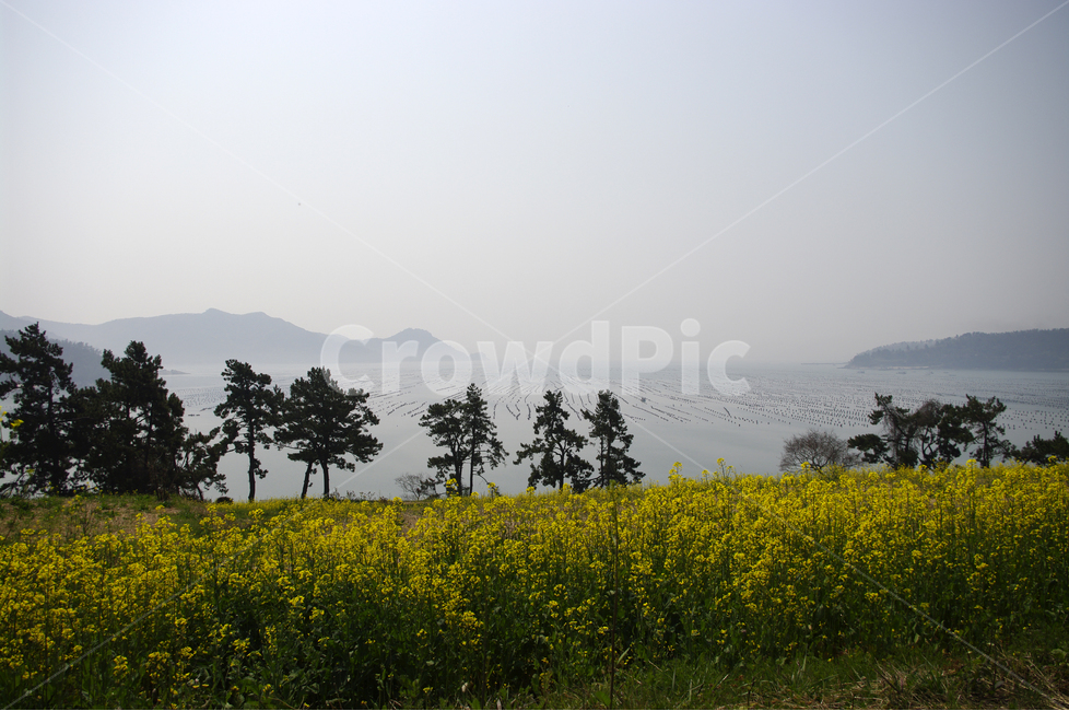 섬,바다,유채,유채꽃밭,꽃,봄,봄날,봄풍경,감성,spring,flower,노란색,진도,남해,섬풍경,island,봄길,산책,봄나들이,봄,계절,spring,season,자연,풍경,nature,landscape,한국자연풍경,한국자연경관,korea nature landscape,outdoors,옥외,field,들,grassland,목초지,rural,농촌,farm,농장,meadow