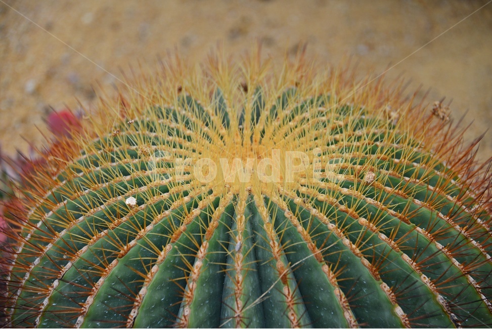 plant,식물,cactus,선인장,다육,다육식물,관상식물,관상다육,다육이,식물,자연,plants,nature
