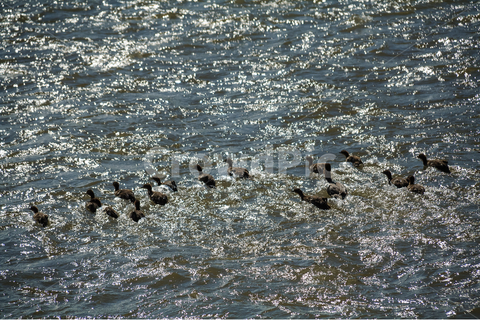 오리,가족,야생,호수,강,물,동물,animal,조류,새,birds