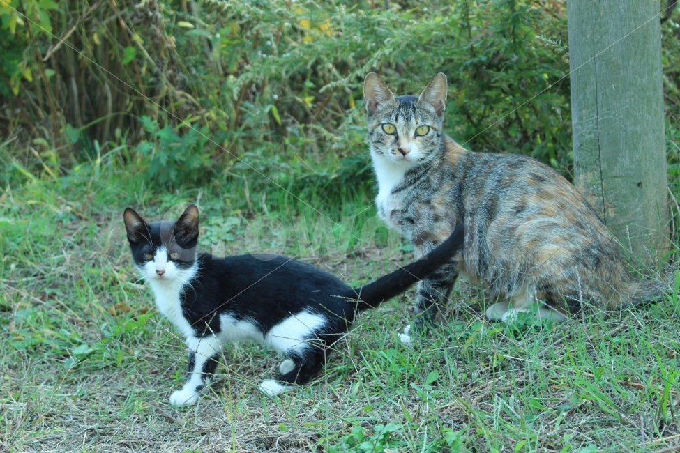 공원,자연,휴식,힐링,하늘공원,하늘,갈대,고양이,들고양이,길냥이,동물,animal,고양이,cat,kitten,kitty,포유류,mammal