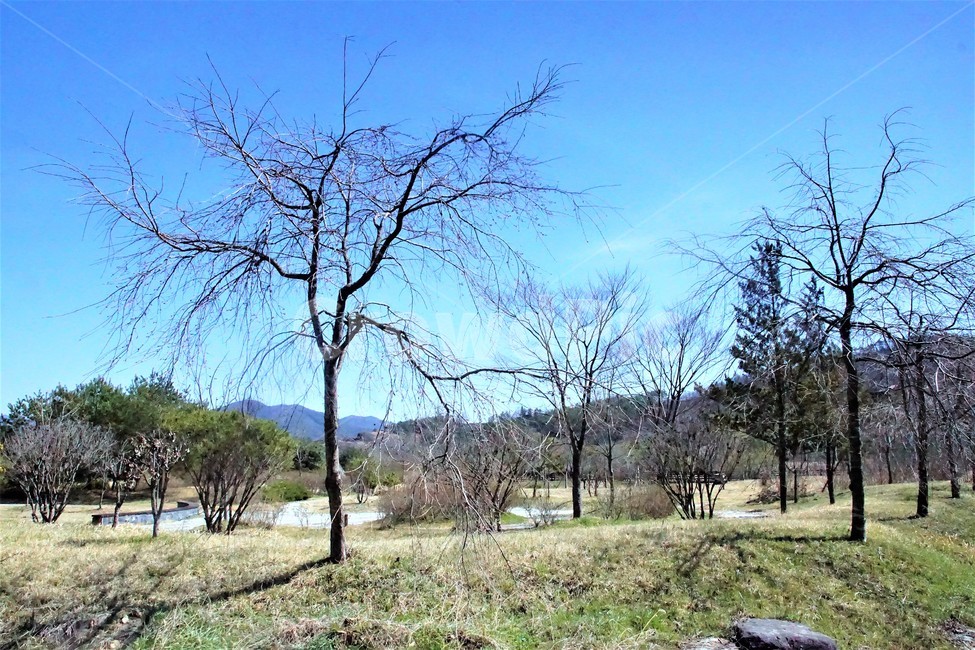 봄,나무,자연,식물,하늘,계절,spring,nature,season,sky,파란색,blue,trees,자연,풍경,nature,landscape,ground,바닥,tree,plant,tree trunk,나무 줄기