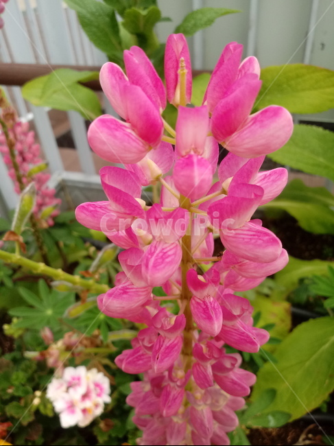 루피너스,층층이부채꽃,lupine,정원용식물,절화용,콩과,약용