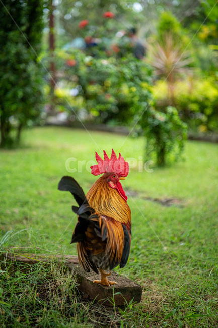닭,animal,동물,chicken,치킨,fowl,가금류,poultry,새,bird,동물,animal,조류,새,birds