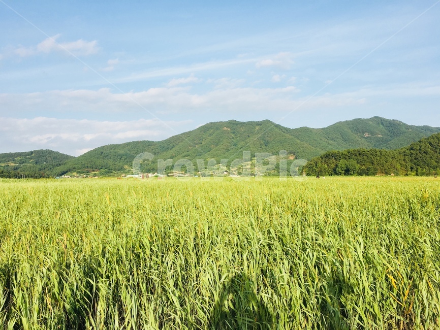 nature,자연,들,grassland,경치,풍경,시골,마을,풍경,landscape,country,rural,town