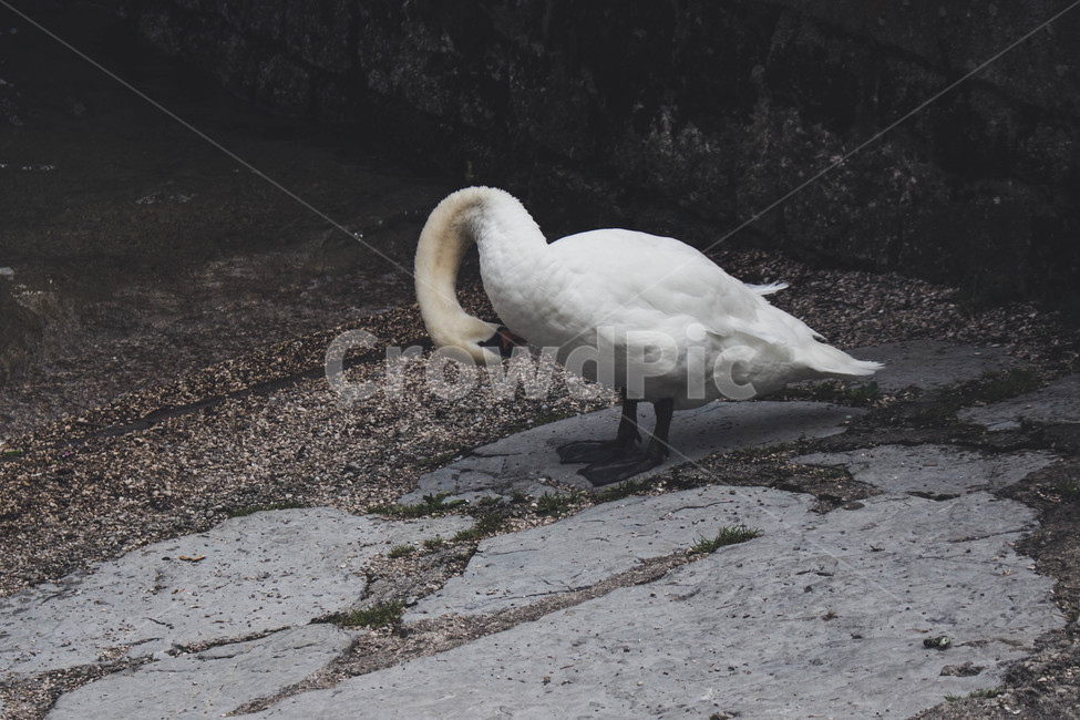 동물,새,백조,swan,bird,animal,풍경,landscape,동물,animal,조류,새,birds