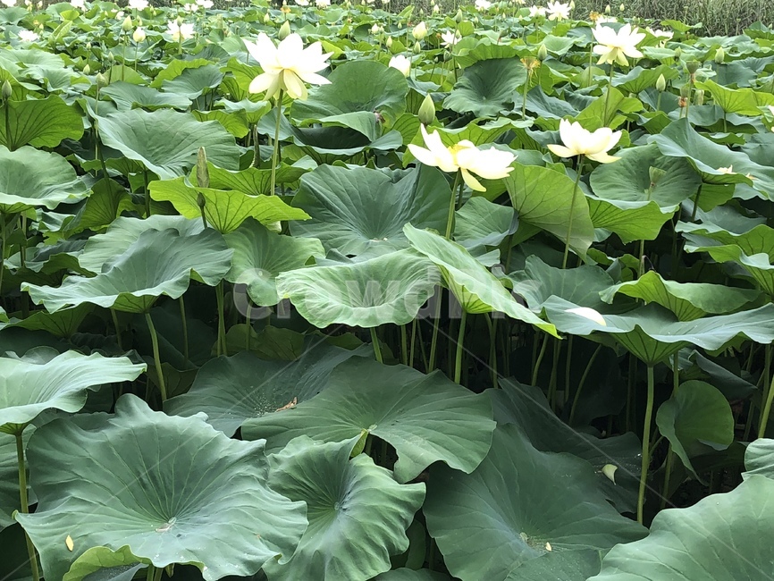 꽃,궁남지,연꽃,연꽃축제,식물