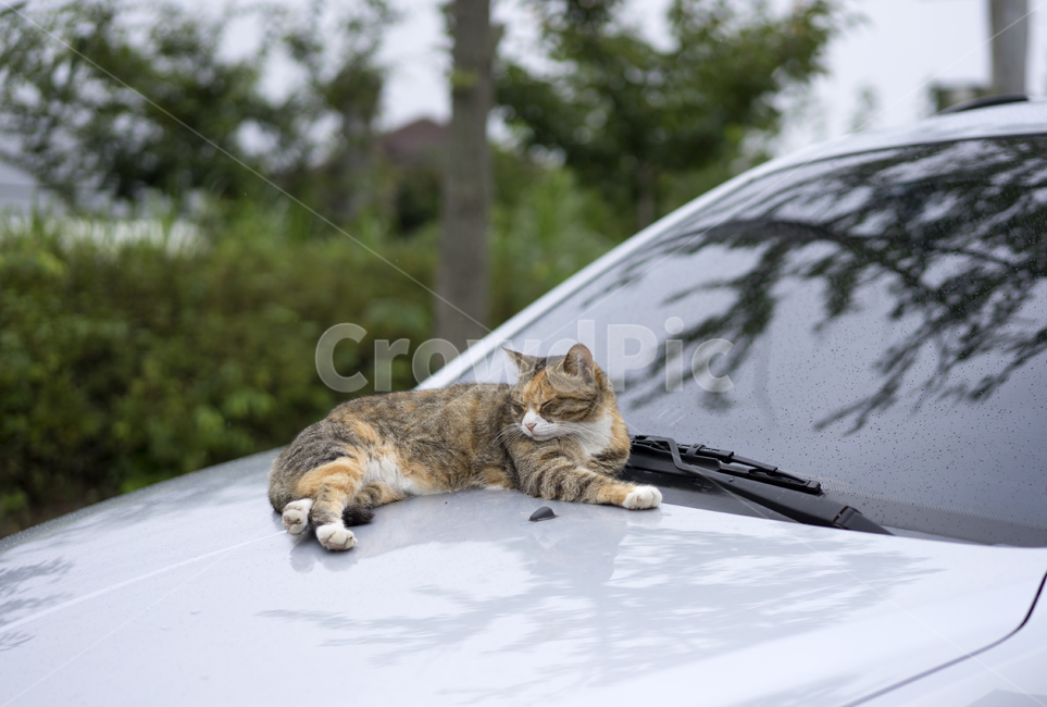 고양이,길고양이,나른한,고냥이,한가로운,동물,animal,포유류,mammal,고양이,cat,kitten,kitty