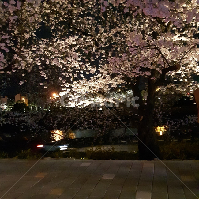 야경,벚꽃,무심천,봄,꽃,봄,계절,spring,season,야경,밤,풍경,nightscape,night,landscape,plant,식물