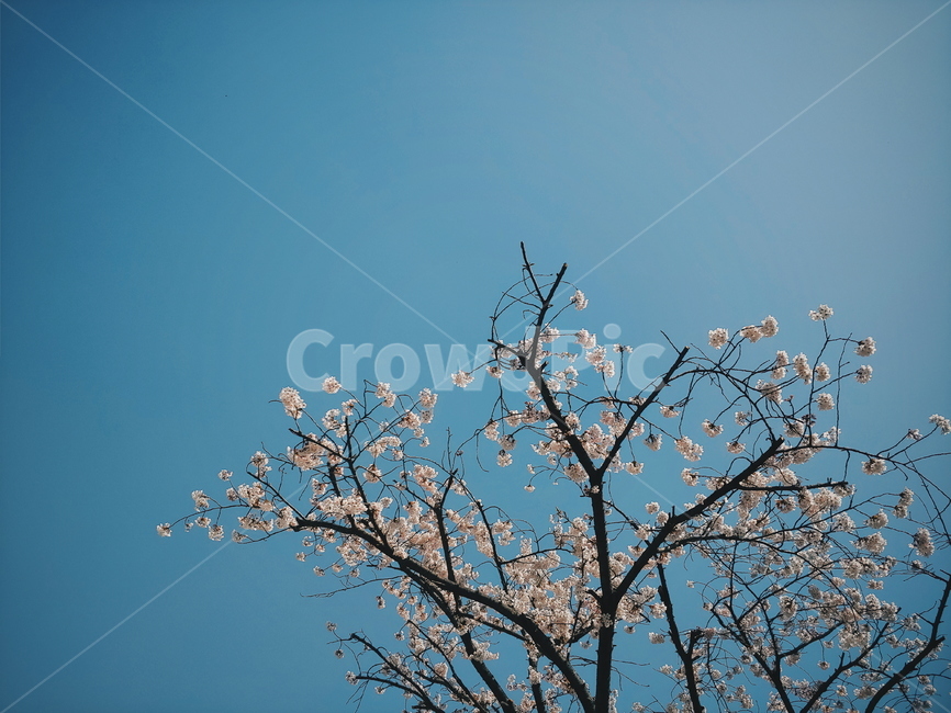 꽃,봄,벚꽃,계절,배경,나무,개화,감성,풍경,flower,wood,하늘,nature,plant,blossom,식물,자연,plants,nature,꽃,flower