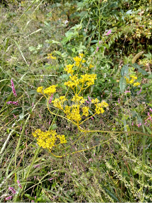 야생화,wildflower,들꽃,들풀,나뭇잎,leaf,식물,자연,plants,nature,꽃,flower