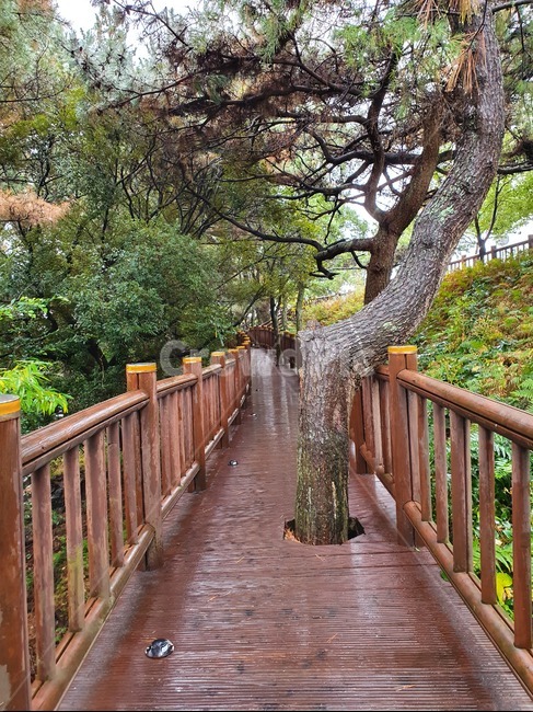 제주도,제주풍경,쇠소깍,나무,산책로,wood,tree