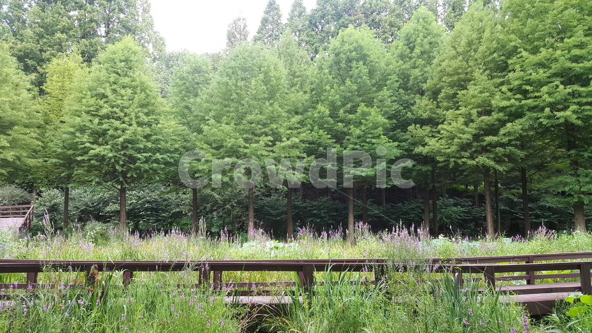 산책,나무,여름,공원,메타쉐콰이어,자연,풍경,nature,landscape,tree,plant,식물,vegetation,초목,forest,숲,woodland,삼림지,outdoors,옥외,land,땅,potted plant,화분,pottery,도기류,jar,항아리