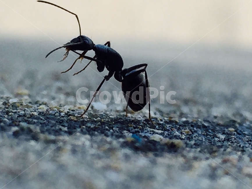 곤충,개미,생물,벌레,더듬이,곤충,벌레,insect,bug