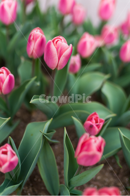 튤립,꽃,꽃봉오리,꽃송이,식물,컬러,식물,자연,plants,nature,꽃,flower