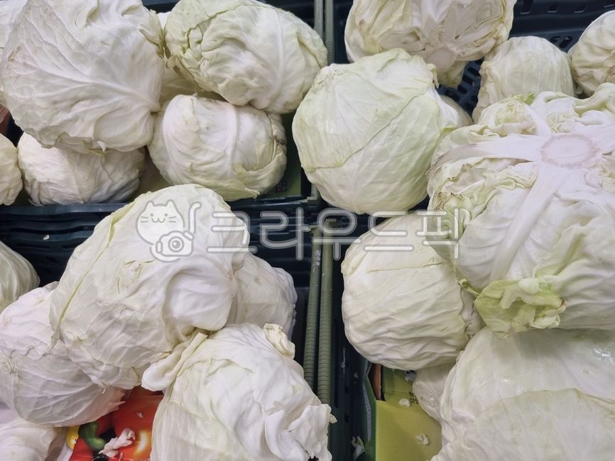 식재료,요리재료,음식재료,food,양배추,cabbage,국산,국내산,무농약,음식,유기농,organicfarming,foodingredients,cookingmaterial,foodstuff