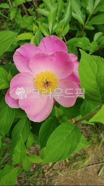 flower,꽃,작약,산작약,여러해살이풀,작약과,분홍꽃,초록잎