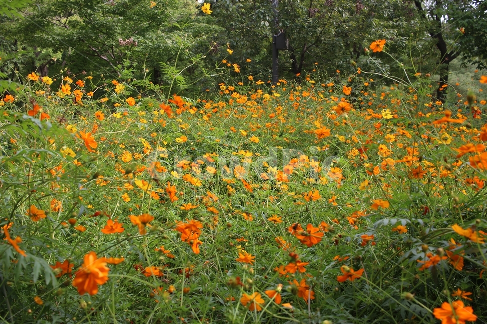 코스모스,가을꽃,꽃,가을,식물,자연,flower,가을,계절,fall,autumn,season,식물,자연,plants,nature,꽃,flower,grassland,목초지,outdoors,옥외,field,들,farm,농장,rural,농촌,meadow