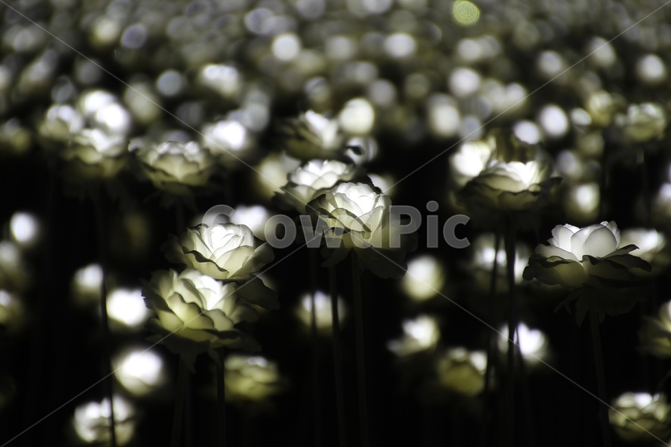 led,장미,rose,밤,야경,led장미,ddp,조명,빛,야경,밤,풍경,nightscape,night,landscape