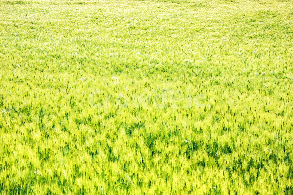 청보리,청보리밭,보리,풍경,landscape,고창청보리밭,봄,자연,풍경,nature,landscape,산업,industry,industrial,농업,농사,agriculture,farming,farming industry,grass,잔디,plant,식물,field,들