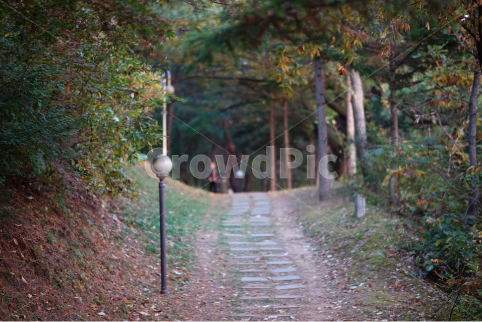 가을,나무,숲,꽃,길,자연,풍경,nature,landscape,outdoors,옥외,tree,plant,식물
