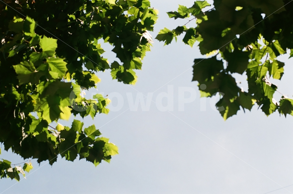 나뭇잎,그림자,햇살,자연,봄,가을,플라타너스,이파리,나무,식물,자연,plants,nature