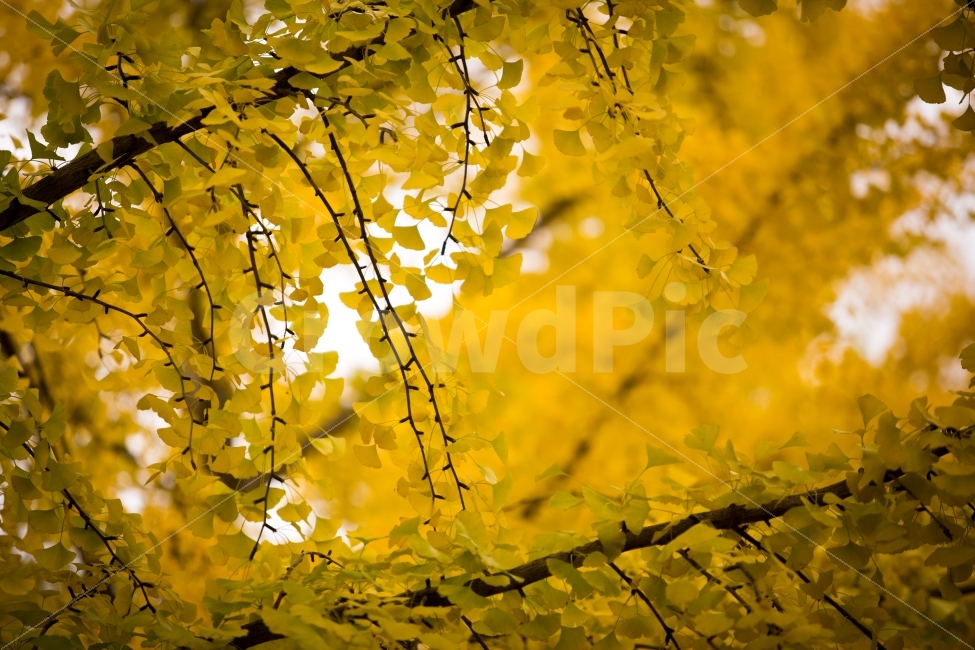은행나무,단풍,가을,은행,노란색,분위기,풍경,시골,fall,autumn,season,자연,가을,계절,fall,autumn,season,식물,자연,plants,nature,나무,trees,wood,leaf,잎,plant,tree,maple