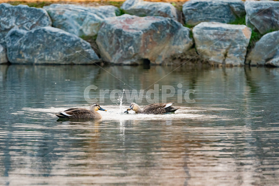 bird,동물,새,animal,오리,duck,먹이,동물,animal,조류,새,birds