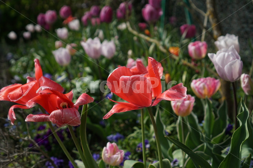 꽃,꽃밭,튤립,봄,식물,가든,정원,tulip,flower,gardening,spring,bloom,blossom,분홍꽃,주황꽃,여름,화사,자연