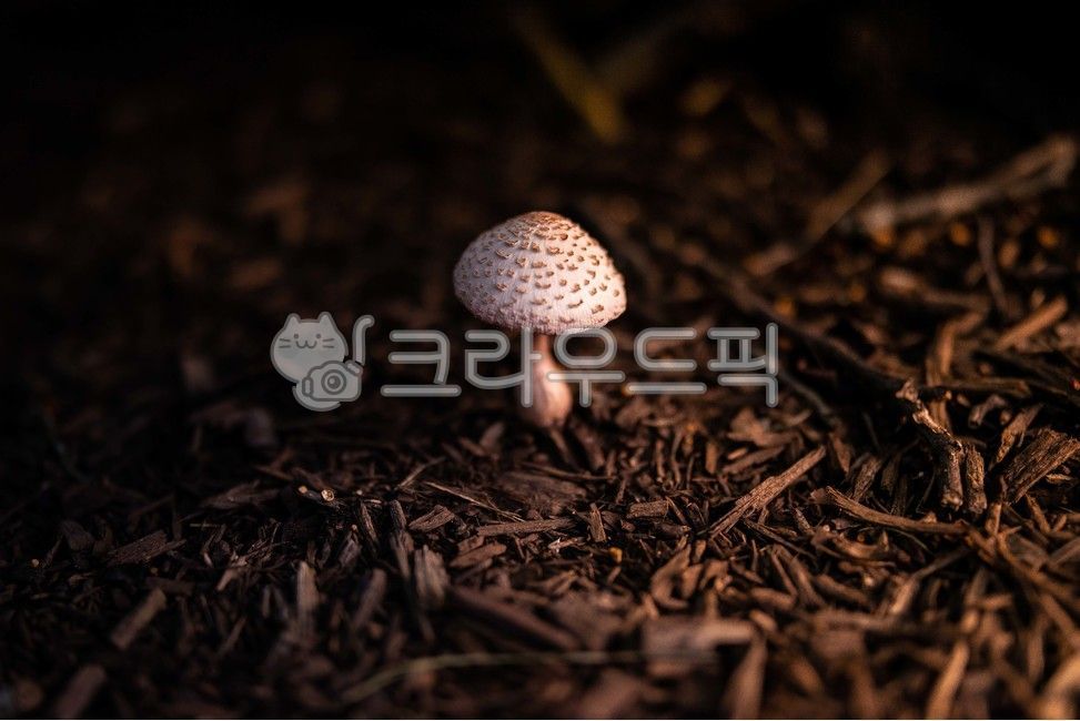식물,버섯,머쉬룸,흙,모래