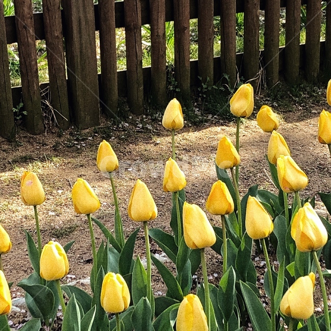 튤립,tulip,봄꽃,공원,꽃,자연,flower,노랑,yellow
