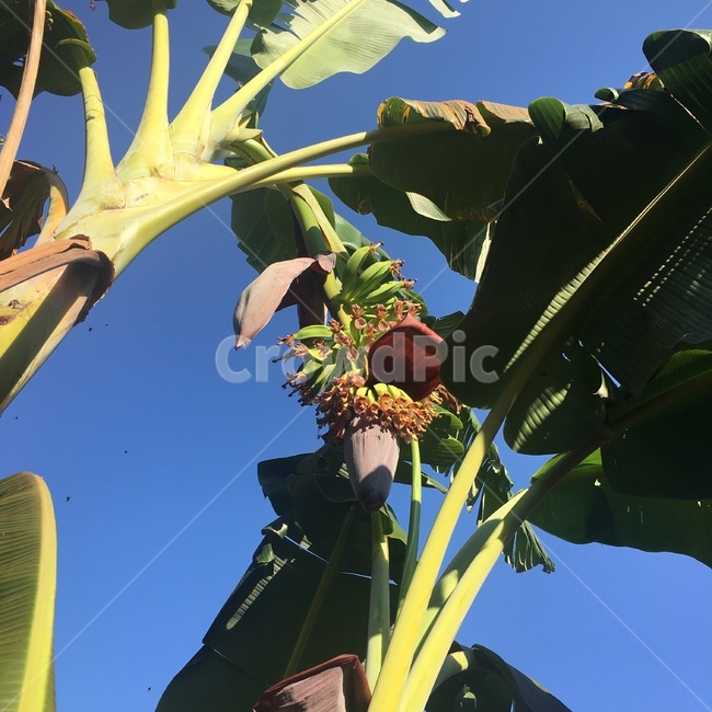 바나나,나무,꽃,banana,tree,flower,풀,plant,berry,fruit,열매,과일,브라질,하늘,식물,음식,food,brazil,sky,green,nature,자연,남미,라틴,아메리카,southamerica,latin