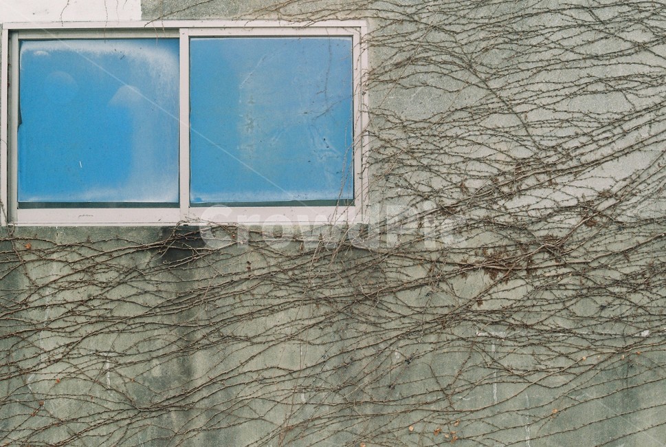 골목길,골목,창문,덩쿨,벽,건축물,건물외관,exterior,building,structure,architecture,construction