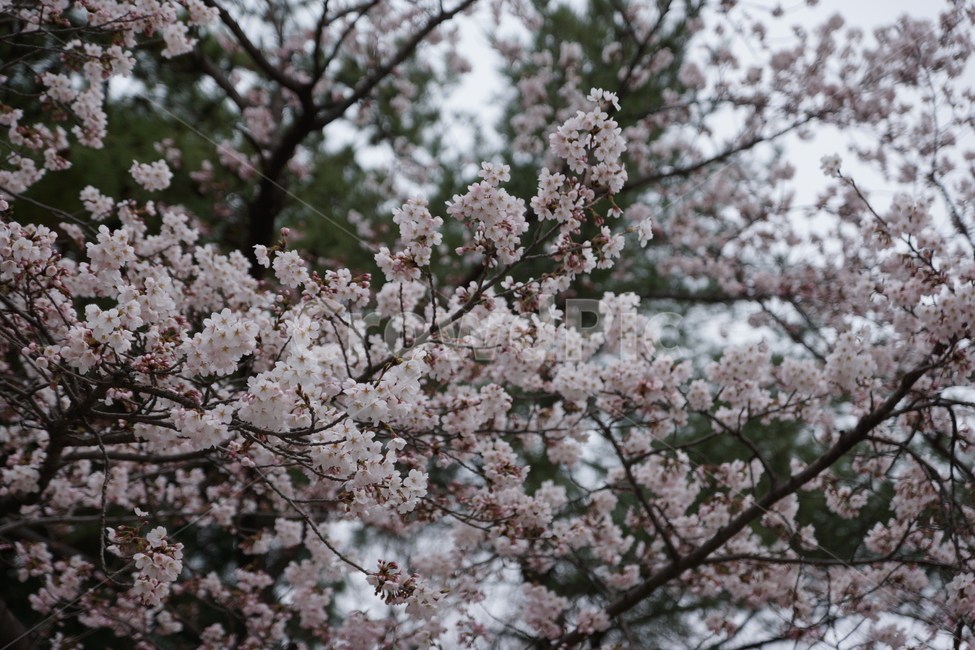 꽃,벚꽃,봄꽃,꽃나무,벚나무,매화,봄나무,봄,식물,식물,자연,plants,nature,꽃,flower