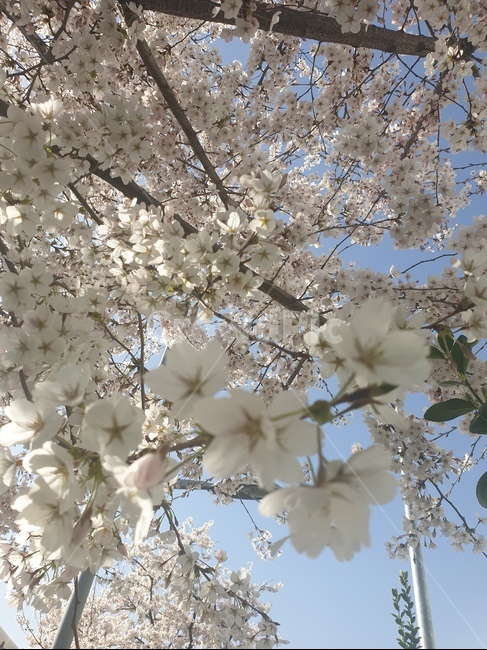 벚꽃,하늘,봄,꽃구경,벚꽃엔딩