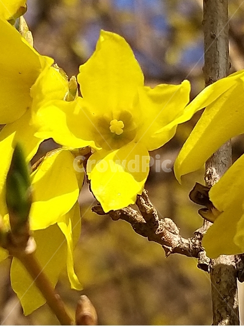 봄꽃,개나리,봄,개나리꽃,봄소식,감성,plant,식물,blossom,flower,꽃,꽂잎