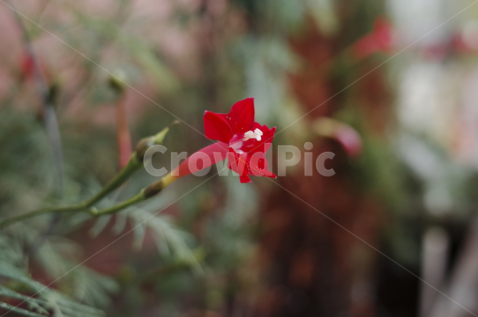 blossom,꽃,flower,식물,plant,red,빨간꽃,빨간,붉은,붉은꽃,들꽃,식물,자연,plants,nature,꽃,flower
