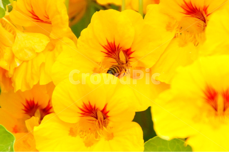 봄,여름,꽃,식물,화분,화단,정원,식물,자연,plants,nature,꽃,flower,동물,animal,곤충,벌레,insect,bug