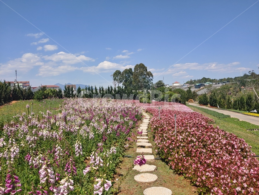 fir,전나무,나무,tree,plant,식물,flower,blossom,꽃,꽃밭,flowerbed,flowergarden,풍경,자연,nature,landscape,scenery,view,scene
