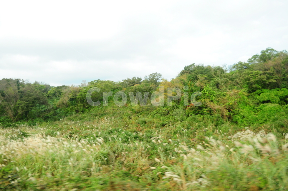 제주도,풍경,자연,갈대,억새,풀,나무,숲,자연,풍경,nature,landscape,outdoors,옥외,field,들,grassland,목초지