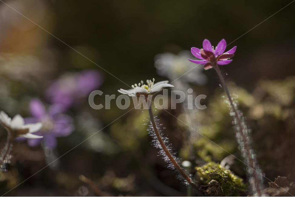 노루귀,보케,홍노루귀,봄꽃,백노루귀,봄,계절,spring,season,식물,자연,plants,nature,꽃,flower,plant