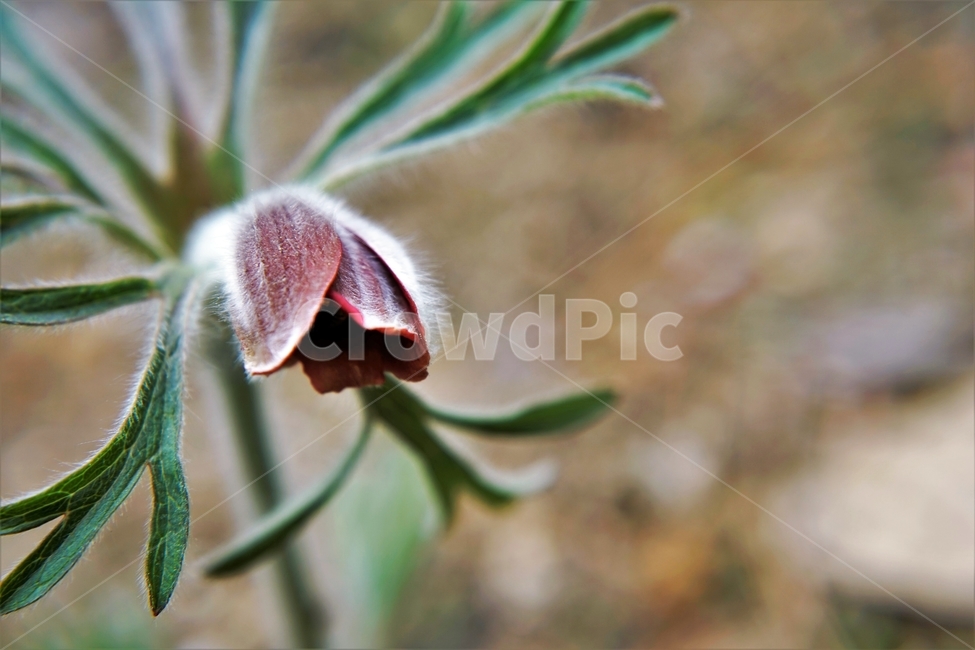 할미꽃,솜털,봄,봄꽃,자연,식물,꽃,plant,암술,수술,Pulsatillakoreana,한국특산,백두옹,독초,강장제,화왕계,여러해살이풀,미나리아재비과,쌍떡잎식물,흰털,할머니머리카락,흰머리,노인,꼬부랑,한방약재,할머니
