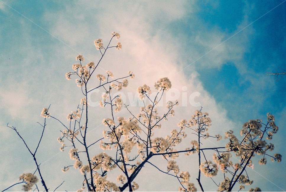 벚꽃,꽃,하늘,flower,봄,봄,계절,spring,season,식물,자연,plants,nature,꽃,flower,plant