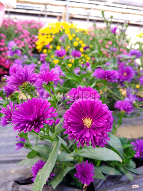 꽃밭,꽃송이,국화꽃,꽃다발,꽃잎,식물,자연,plants,nature,꽃,flower