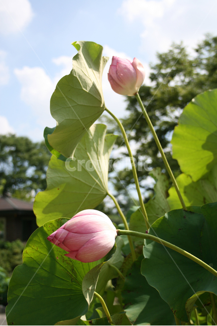 연꽃,식물,flower,plants,nature,꽃,연잎,식물,자연,plants,nature,꽃,flower