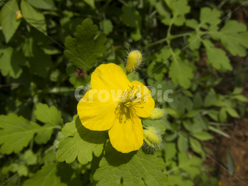 꽃,봄꽃,산속식물,flower,꽃밭,식물,자연,plants,nature,꽃,flower